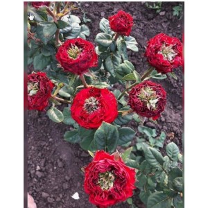 Роза Монстр (чайно-гибридная)