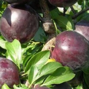 Алыча Клеопатра (Средняя/Фиолетовая)