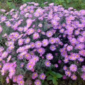 Саженец астры ново-бельгийская Ивентайд (Eventide)