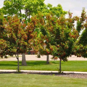 Саженец клёна Татарского (60-100 см)