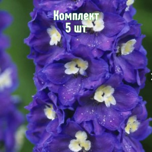 Комплект 5шт / Дельфиниум Пацифик Джиант (фиолетовый)