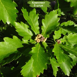 Саженцы дуба Монгольского от 150 см -  комплект 5 шт.