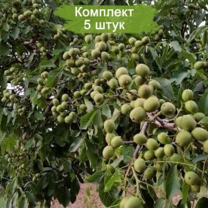 Саженцы грецкого ореха Десертный -  комплект 5 шт.