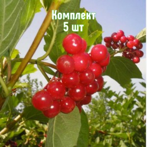 Комплект 5шт / Калина Ульгень