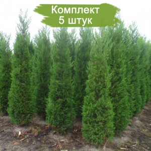 Саженцы кипарисовика Лейланда 40-60 см -  комплект 5 шт.