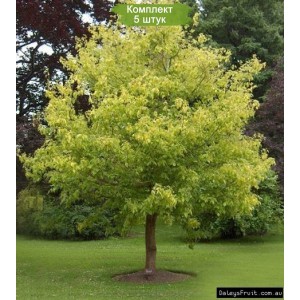 Саженцы клёна Ясенелистного (60-100 см) -  комплект 5 шт.