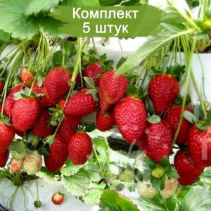 Саженцы клубники Мальга  -  комплект 5 шт.