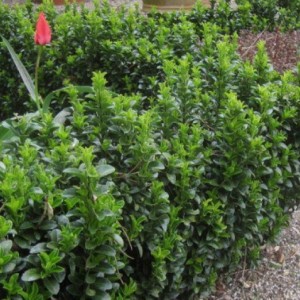 Саженец Бересклета японского