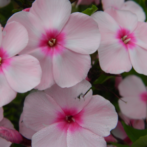 Саженец флокса метельчательного Брайт Айз (Bright Eyes)