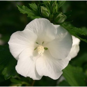 Саженец Гибискуса Totus Albus