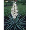 Саженец юкки Нитчатой (Yucca filamentosa) 