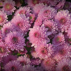 Саженец хризантемы мультифлора Фонтайн Крем (Нежно-розовая )