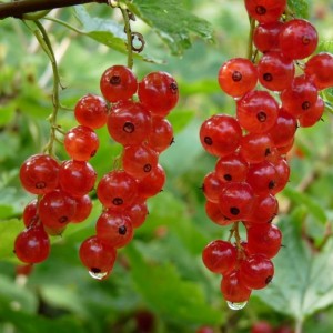 Саженец смородины Ильинка (красная)