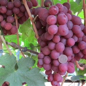 Саженец винограда Гурман (Ранний/Красный)