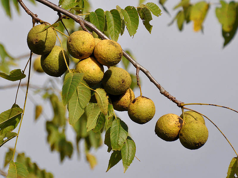 Черный орех. Грецкий черный орех. Орех чёрный Juglans. Орех чёрный Juglans nigra дерево. Черный грецкий орех дерево.