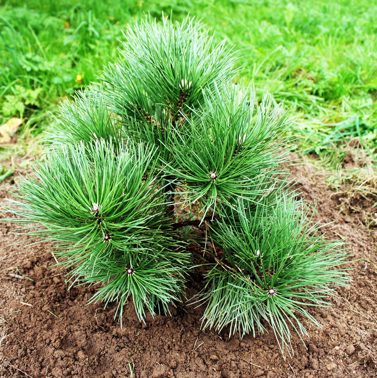 Сосна черная Нана (Pinus nigra Nana)