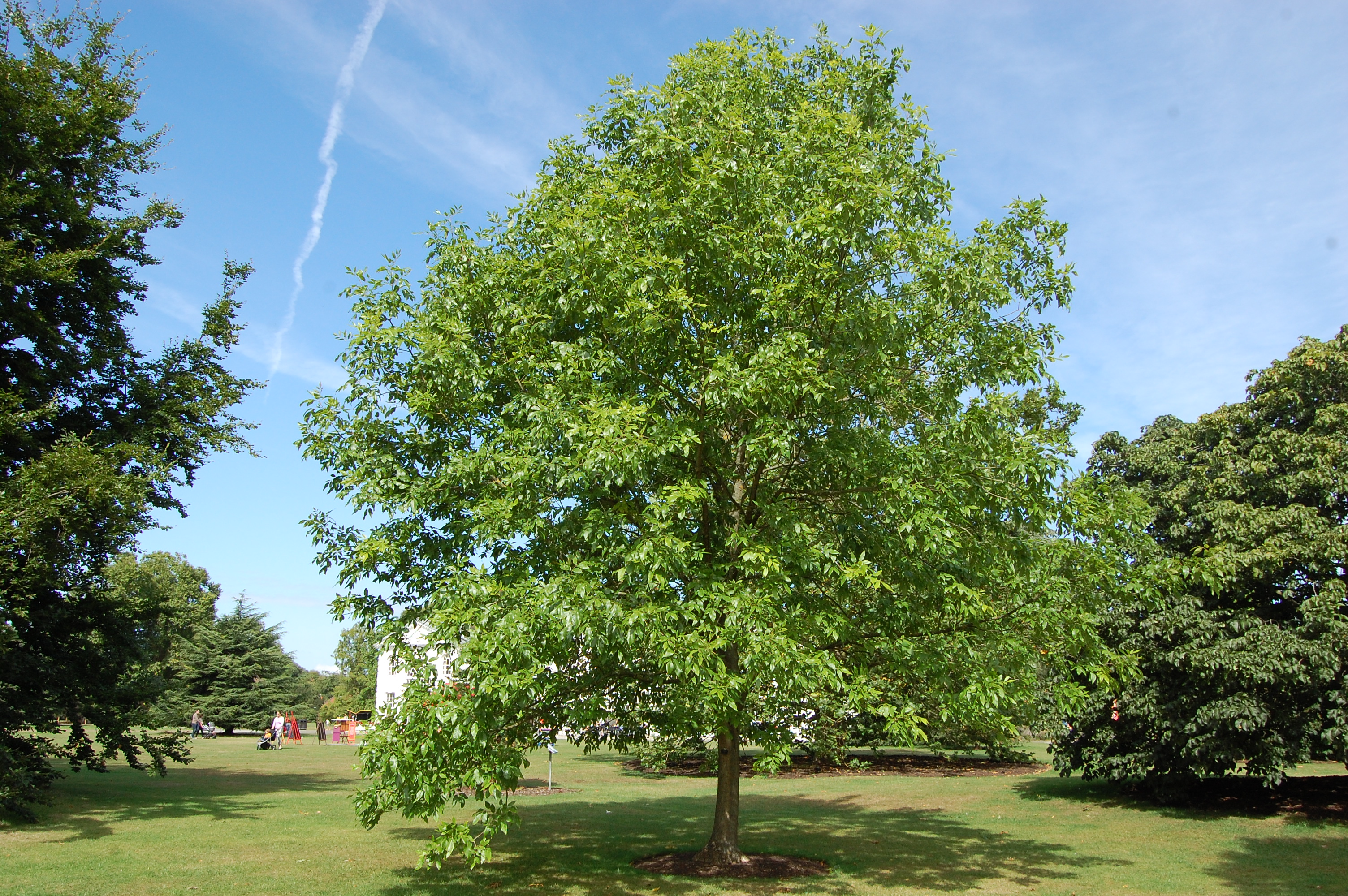 Ясень зеленый Fraxinus lanceolata